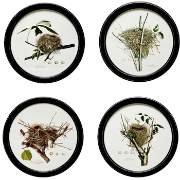 *14W/14H Framed Glass Print - Bird Nests Round 4 Assorted - Sold Individually