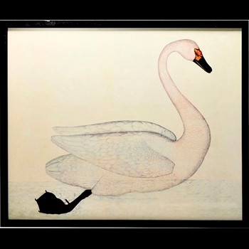 *24W/20H Framed Glass Print - White Swan