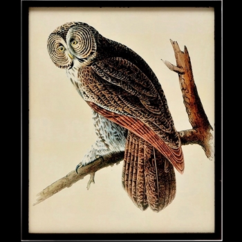 *16W/20H Framed Print - Owl