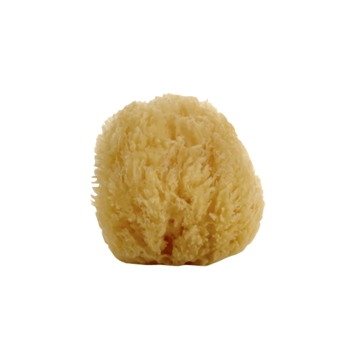 Lothantique - Belle de Provence Sea Sponge Small 3in