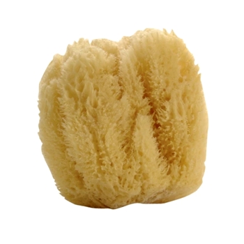 Lothantique - Belle de Provence Sea Sponge Large 4in