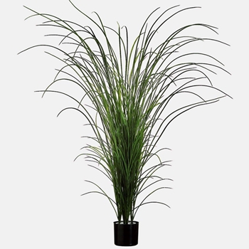 Grass - Miscanthus 64in Pot Green