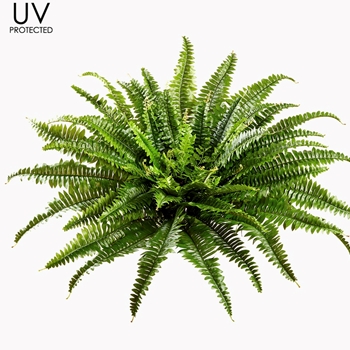 Fern - UVP Boston Plant 26IN Kiwi - UV Protected - PBF435-GR