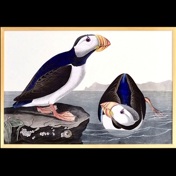 28W/19H Framed Print Audubon Large Billed Puffin