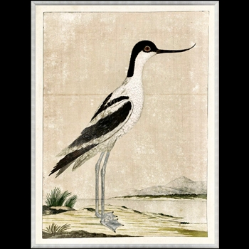 16W/21H Framed Print Gordon's Pied Avocet