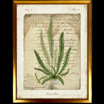 10W/12H Framed Glass Print - Fern Script E - Hard - Gold Beaded Frame