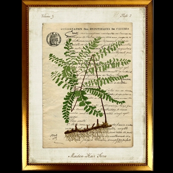 10W/12H Framed Glass Print - Fern Script F - Maiden - Gold Beaded Frame