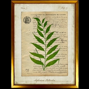 10W/12H Framed Glass Print - Fern Script G - Blechnum - Gold Beaded Frame