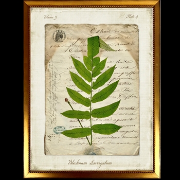 10W/12H Framed Glass Print - Fern Script J - Blechnum - Gold Beaded Frame