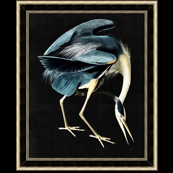 *24W/29H Glass Framed Matte Paper - Grand Audubon 1 - Black/Silver MC1974 Frame - Thom Filicia
