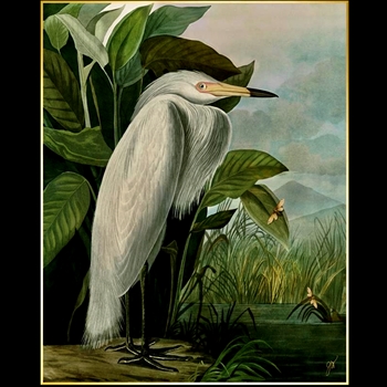 42W/52H Framed Giclee - Audubon - White Heron - Gold Gallery Float - Jackie Von Tobel. Available sizes - 16x20, 20x25, 24x30, 30x38, 36x45, 40x50, 47x59, 54x67