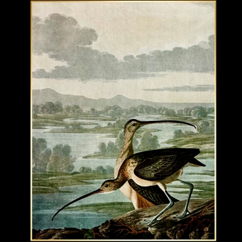 42W/52H Framed Giclee - Audubon - Curlewooks - Gold Gallery Float - Jackie Von Tobel. Available sizes - 16x21, 20x26, 24x31, 30x39, 36x47, 40x52, 47x61, 54x70