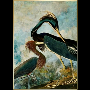 42W/58H Framed Giclee - Audubon - Herons - Gold Gallery Float - Jackie Von Tobel. Available sizes - 16x22, 20x28, 24x34, 30x42, 36x50, 40x56, 47x66, 54x76