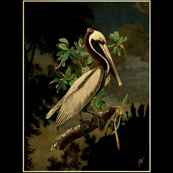 42W/58H Framed Giclee - Audubon - Midnight Bayou - Gold Gallery Float - Jackie Von Tobel. Available sizes - 16x22, 20x27, 24x32, 30x41, 36x49, 40x54, 47x63, 54x73