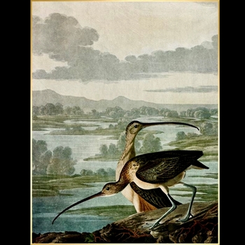 56W/72H Framed Giclee - Audubon - Curlewooks - Bronze  Gallery Float - Jackie Von Tobel. Available sizes - 16x21, 20x26, 24x31, 30x39, 36x47, 40x52, 47x61.