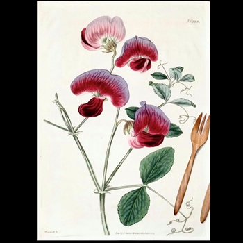 Tea Towel - Botanical  Magenta Sweet Pea 20x30in