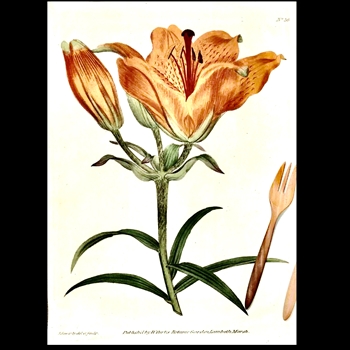 Tea Towel - Botanical  Orange Lily 20x30in