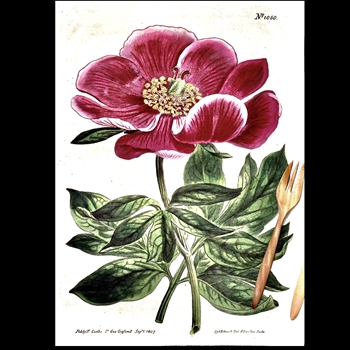 Tea Towel - Botanical  Peony Dark Pink 20x30in