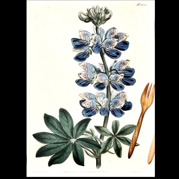Tea Towel - Botanical  Blue Lupin 20x30in