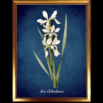 10W/12H Framed Glass Print - Azure Japanese Iris Plate E - Beaded Vintage Gold