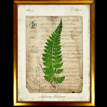 14W/18H Framed Glass Print - Fern Script H - Asplenium - Gold Beaded Frame