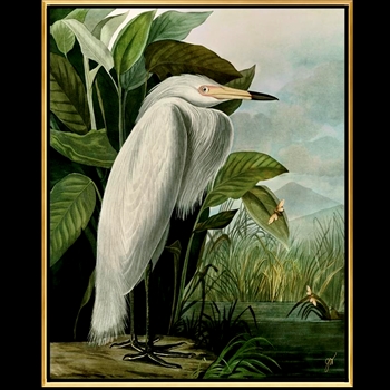 49W/61H Framed Giclee - Audubon - White Heron - Gold Gallery Float - Jackie Von Tobel. Available sizes - 16x20, 20x25, 24x30, 30x38, 36x45, 40x50, 47x59, 54x67