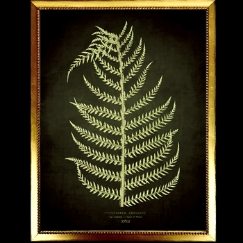 10W/12H Framed Glass Print Fern E Black Beaded VG