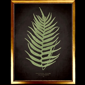 10W/12H Framed Glass Print Fern F Black Beaded VG