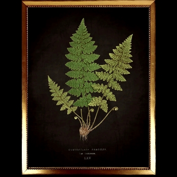 10W/12H Framed Glass Print Fern L Black Beaded VG