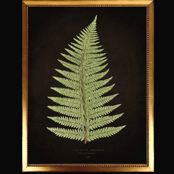 14W/18H Framed Glass Print Fern B Black Beaded VG