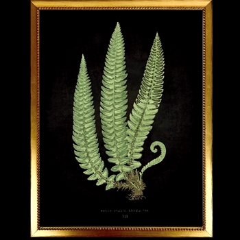 14W/18H Framed Glass Print Fern C Black Beaded VG