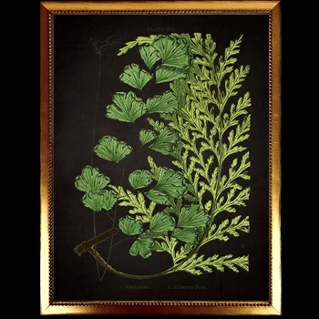 14W/18H Framed Glass Print Fern H Black Beaded VG