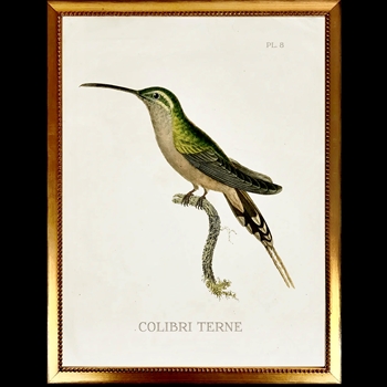 10W/12H Framed Glass Print Hummingbird White C Left  VG