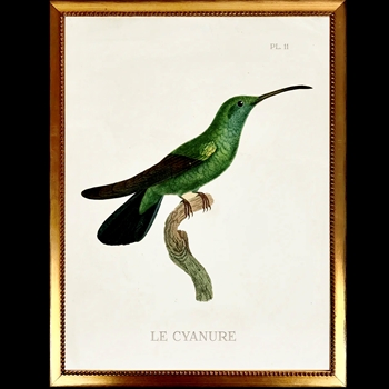 10W/12H Framed Glass Print Hummingbird White D Right  VG