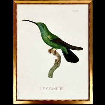 14W/18H Framed Glass Print Hummingbird White D Left  VG