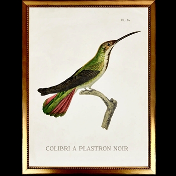 14W/18H Framed Glass Print Hummingbird White E Right  VG