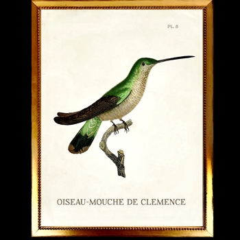 14W/18H Framed Glass Print Hummingbird White H Right  VG