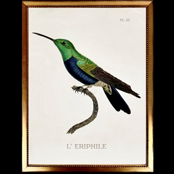 14W/18H Framed Glass Print Hummingbird White J Left VG