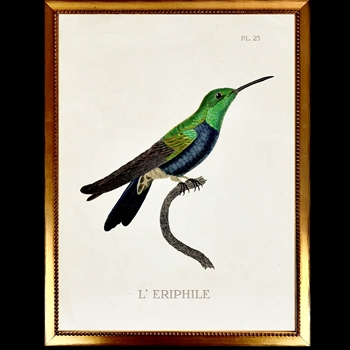 14W/18H Framed Glass Print Hummingbird White J Right VG