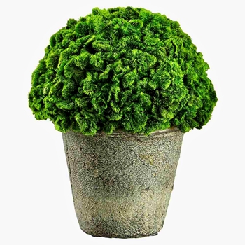 Celosia - Topiary Dome Preserved 6in- KPM178-GR