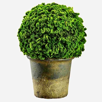 Celosia - Topiary Dome Preserved 10in- KPM140-GR