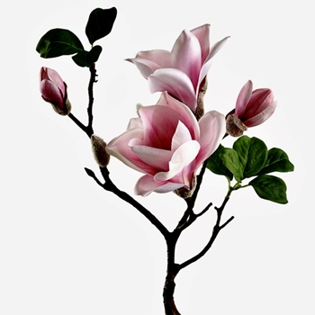 Magnolia - Bloom W/Buds 29in Rose Blush FSM410-PK/SO