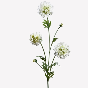 Scabiosa - White Cutting 28in - FSS471-CR