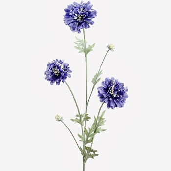 Scabiosa - Blue Cutting 28in - FSS471-PU/DK