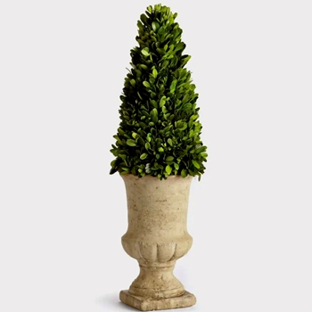 Boxwood Preserved - Topiary Cone 7W/24H Tuscan Urn