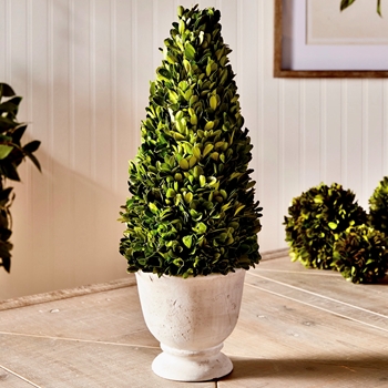 Boxwood Preserved - Topiary  Cone 7x20in White Urn