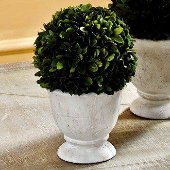 Boxwood Preserved - Topiary Globe 6x10in White Urn