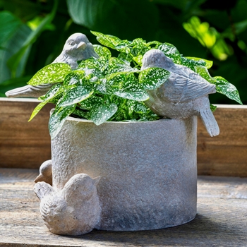 *Planter - Garden Birds Antique White LG 10x9x8H