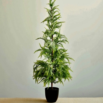 *EVT - Tree - Weeping Cedar Potted 18x49h