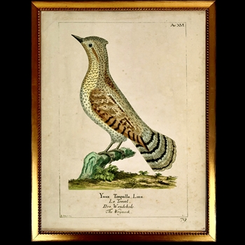 10W/12H Framed Glass Print - Vintage Plate J - Wryneck Bird - Beaded Vintage Gold